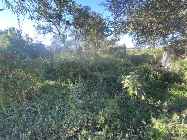 LOTE POR CARRETERA EN VENTA EN EL BATALLON NAVOLATO CULIACAN - Image 6